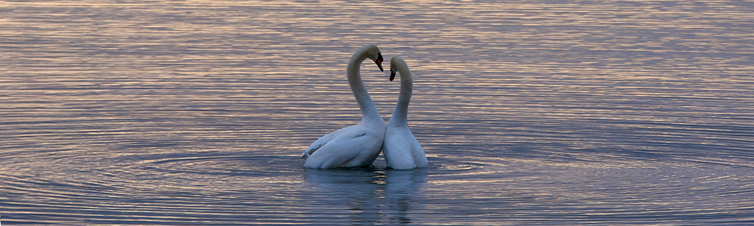 Zwei Schwäne bilden ein Herz auf dem Wasser, Sinnbild für wahre Liebe, tiefe Verbundenheit und Seelenverwandtschaft